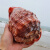 天然海螺贝壳摆件超大万宝螺大世界四大名螺家居创意礼品鱼缸造景珊瑚 11-13厘米小破损