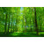 槿瑰阳光大森林树林绿草地大自然风景画墙贴自粘装饰画贴纸树木 图1 40x60厘米  pp背胶 独立