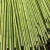 犀跃 竹竿 爬藤竹杆架搭架 篱笆栅栏彩旗杆细竹子 直径1.5cm 长1米（40根）