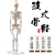 樵牧人  人体骨骼模型 骨架人体模型 成人小骷髅教学模型脊椎全身 170CM 肌肉着色 椎盘神经 1副 