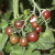 神禾黑番茄种子种苗黑珍珠小西红柿苗番茄秧苗家庭种植春季蔬菜苗大全 小黑番茄苗 12棵