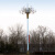 户外防水中华灯6米8米10米高市政工程城市道路高杆灯组合灯玉兰灯定制 8米中华灯(11火)