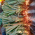 新品红皮地菠萝苗金砖凤梨西瓜地菠萝果树苗庭院盆栽阳台当年结果 红皮地菠萝 1颗 根系发达