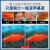 惠利得亚甲基蓝溶液鱼缸水族水霉速清养金鱼锦鲤用的药水 1瓶（200ml）亞甲基藍 鱼缸专用
