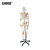 安赛瑞 人体骨骼模型 脊柱弯曲骨骼模型带韧带肌肉起止点数字标识 骨架模型可弯曲175cm 601516