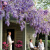 紫藤花树苗庭院围墙爬藤植物苗南方北方种植盆栽地栽当年开花 紫葡萄 2年苗