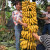 铭证芭蕉树苗矮化香蕉树苗粉蕉苗当年结果中蕉9号苹果蕉南方小米蕉苗 中蕉九号40～50厘米高2棵 带土带叶