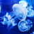 水母活物发光水母缸好养赤月水母运输包活丰年虾饲料海水盐 斗鱼杯发光套餐（送2只中赤月