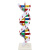 DNA模型演示生物链球形双螺旋 蛋白质模型教学学校老师基因用 浅黄色