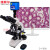 纽荷尔 研究级无限远光学自动对焦生物显微镜数码测量系 S-Y600