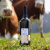 瑞士原装进口香格瑞酒庄莎斯拉精选白葡萄酒 莎斯拉精选白葡萄酒 双瓶装