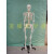170cm人体骨骼模型椎间盘神经肌肉韧带骨架成人小白骷髅教学脊椎 170CM骨架（无神经）