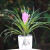 花卉绿植盆栽紫花凤梨盆景花苗办公室内客厅水培植物净化空气 铁兰(原盆) 含盆