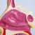 人体鼻腔解剖模型 口腔咽喉构造鼻子模型 医院用医患沟通教学模型 鼻子解剖模型（无支架和说明书）