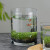 雅卉水草种子生态鱼瓶微景观创意鱼缸玻璃瓶水培植种籽水草缸造景套餐 15圆球含水草种水泥