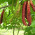 鸣蕊香金葚5棵桑葚树苗桑果树苗嫁接地栽盆栽南北方种植耐寒