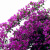 泰西丝三角梅盆栽花卉观花植物树苗 黄色三角梅地径2cm粗 （不含盆）