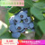 茗羽珺玥2021蓝莓果苗盆栽地栽苗南方北方庭院阳台种植果树苗 瑞贝尔 3年苗