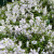虹越爬藤铁线莲盆栽苗 多规格庭院花园多年生耐寒藤本花卉 白色王子 6L