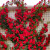 蔷薇花苗藤本月季特大庭院爬藤植物花卉盆栽阳台玫瑰爬墙Y 粉色龙沙 高度80-90厘米
