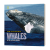 英文版 Face to Face with Whales 与鲸鱼面对面  国家地理儿童百科 英文原版 进口原版书籍