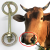 潮鸣牛鼻环牛鼻圈牛鼻子牵引扣刺穿孔钳的工具栓拴牛用养殖设备转 勾环牛鼻拴