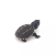 八戒姐姐果核龟苗浅水龟深水龟果核蛋龟小型泥龟观赏龟小乌龟宠物龟 果核1-2cm