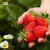 京格奶油草莓苗盆栽果蔬秧苗带土发货阳台 普罗旺斯番茄苗3棵