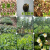 汇种草农2023年新种子 全新种子 易发芽 特早种 绿茶种子 茶树籽 普通绿茶 10粒