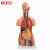 工品云超 教学模具 人体解剖模型器官可拆卸医学教学心脏内脏模型躯干系统结构图 45cm两性躯干可拆23件 
