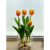 芩木适合水养的花郁金香水培带花苞发货懒人阳台上春天种的种球类花卉 法国之光5颗+玻璃瓶+石子