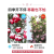 靠森（Kaooseen）红玫瑰花树苗8年老桩月季花苗特大花红玫瑰老根四季开花浓香花卉 三颗一起种植效果更佳 不含盆