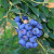 姒桀30粒 高丛蓝莓灌木果实种子 矮蓝莓种子 全国可种 南方北方 高丛蓝莓 30粒包