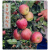 果乐族 秀水苹果山东五莲苹果脆甜多汁当季水果 10斤 65mm(含)-70mm(不含)