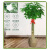 傲川 办公室发财树盆栽绿植花卉招财树吸甲醛 高1.5-1.6m 单位盆