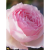 曼杉园美咲月季扦插强烈香味丰花切花灌木玫瑰粉色多季开花 中苗 多分枝【当年开花】 不含盆