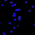 红色/绿色/黄色/蓝色二氧化硅荧光微球 稀土铕 时间分辨荧光微球 20毫升 10%固含量100mg/ml