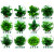 植果缘（FRUIT BORDER）蕨类小植物苔藓微景观水陆雨林缸造景绿植室内桌面耐阴湿观叶盆栽 板植狼尾蕨 含盆