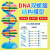 沪教 DNA双螺旋结构模型 初高中生物分子脱氧核苷酸链碱基对遗传基因染色体双链课程实验 立式DNA组装模型 