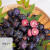 教蔬鲜生红果参水果贵族蜘蛛果稀奇古怪新鲜罕见稀有不常见当季野果素 250g 小果 14mm以下
