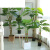 仿真发财树盆栽室内客厅落地装饰绿植假树树塑料树 1.5m辫子发财 1.2米热带植物