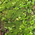 JPHZNB伏石蕨抱树蕨绿植雨林水陆缸假山缸攀爬造景常用常绿叶植物抱石莲 狼尾蕨搭配一 裸根不带土