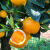 橙子新鲜脐橙新鲜应季水果超甜整箱批发薄皮非果冻橙冰糖橙赣南的 带箱5-6斤中果普通