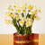 花点时间（Reflower）水仙花盆栽绿植室内植物花卉春节新年礼物装饰品摆件