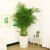 鹿凌青散尾葵盆栽凤尾竹室内客厅大型绿植袖珍椰子夏威夷盆景富贵叶 含盆 高度1.5-1.6米一盆