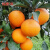 解印四川青见果冻橙当季新鲜水果现摘现发爆甜多汁正宗果冻橙 5斤 大果 (单果70-75mm)