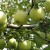 通沭苹果树苗果树苗庭院盆栽地栽嫁接水果树苗绿化苗 苹果小苗2厘米粗