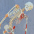 盘古卫勤 实验室人体骨骼模型 脊柱弯曲骨骼模型带韧带肌肉起止点数字标识安赛瑞骨架模型可弯曲175cm 601516