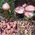 虎钢馋赠红蘑肉蘑丁松树伞东北特产辽朝阳新货自然晾晒干货精品蘑菇 250g 蘑菇丁整菇