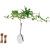 吊钟植物客厅绿植盆栽日本鲜切枝条水培养植物进口马醉木真树活树 大号大肚花瓶/搭配1.4-1.8米 不含盆